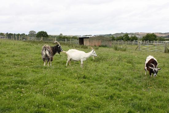 Blackwater Open Farm